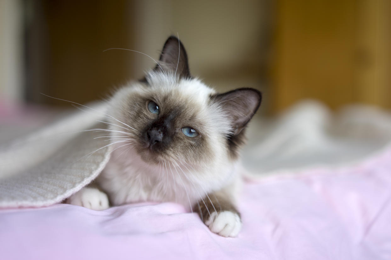 L'animal avait été récupéré par une habitante du nord de la France (Image d'illustration : Getty Images)