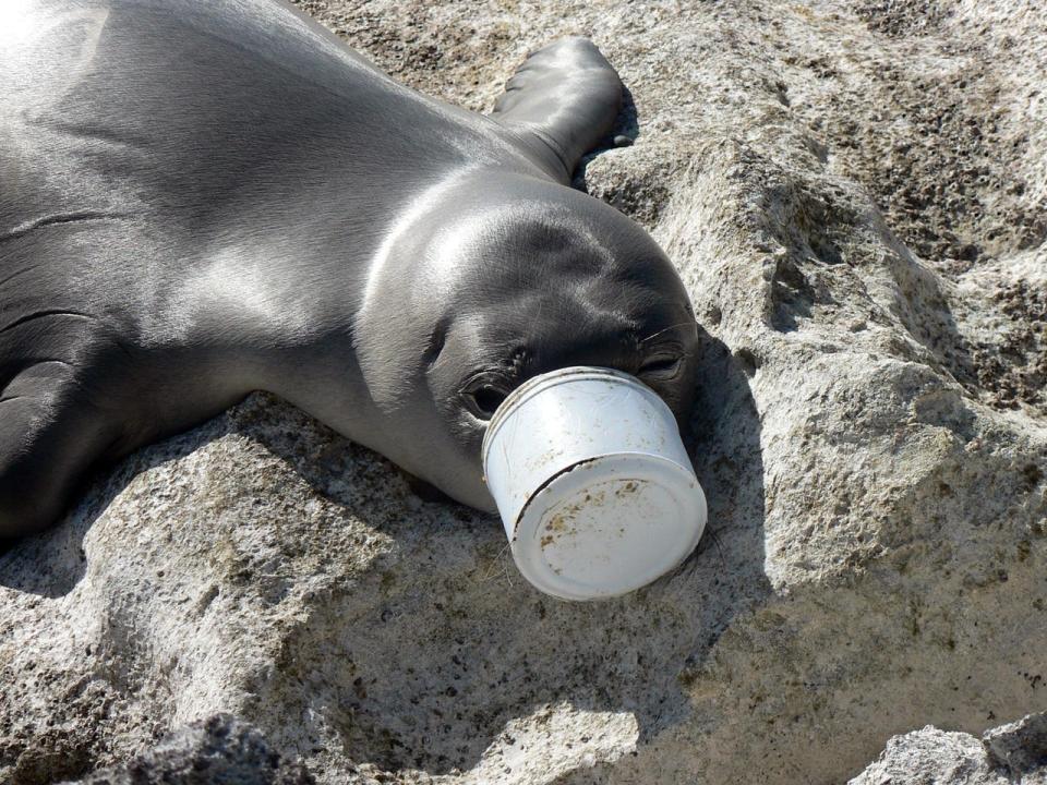 A seal's snout gets stuck in a plastic container on a beach in Hawaii.