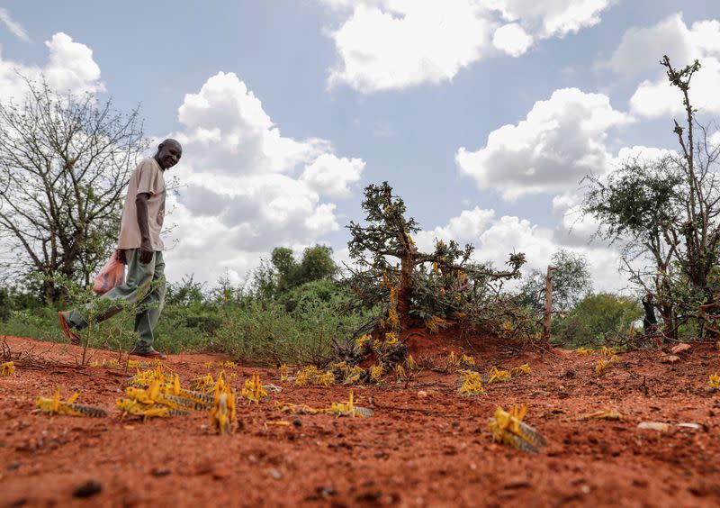 A man walks by locusts in the region of Kyuso