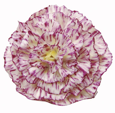 Carnation Table Flower