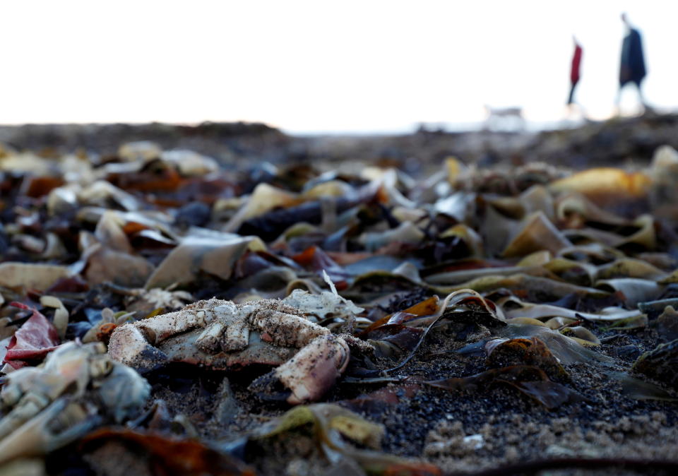 Miles de peces muertos en una playa inglesa antes de la COP26