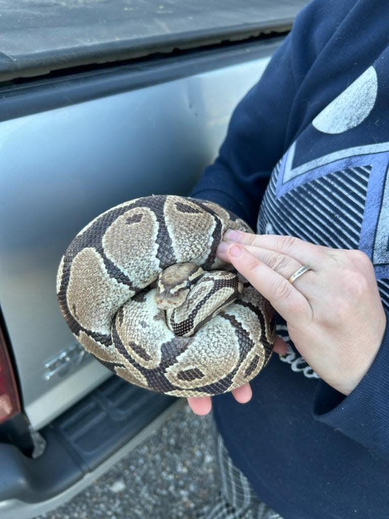 Lisa Geiger rescued a 5-foot ball python for the Ashland County Sheriff's Office on Monday.