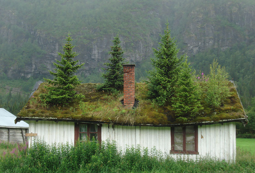 A Tree Grows in Norway