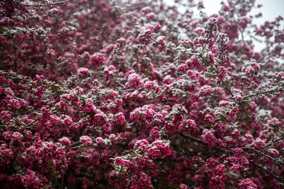 spring-snow-in-iowa-it-s-common-here-are-the-20-biggest-spring-snowfalls-in-the-des-moines-area