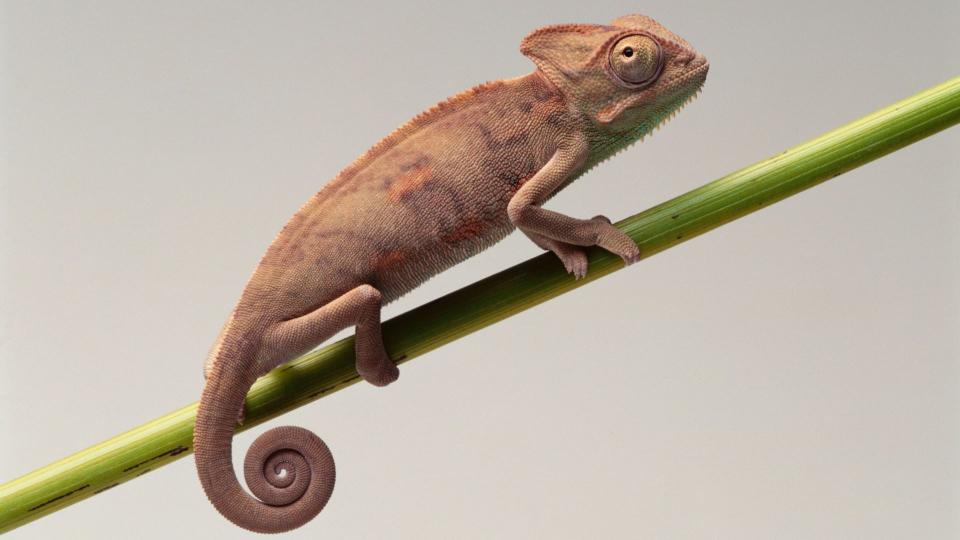 Chameleon