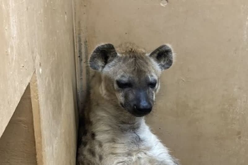 ▲日本高知縣立野市動物公園一隻斑點鬣狗以像極人類姿勢窩在角落。（圖／推特帳號noichizoo_staff）