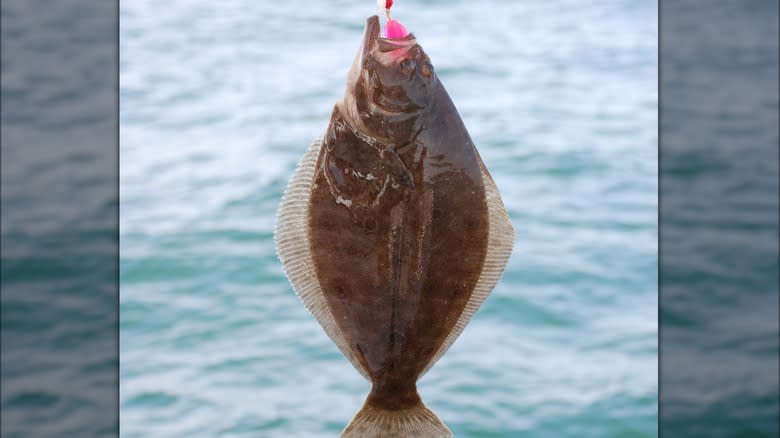 summer flounder caught on hook