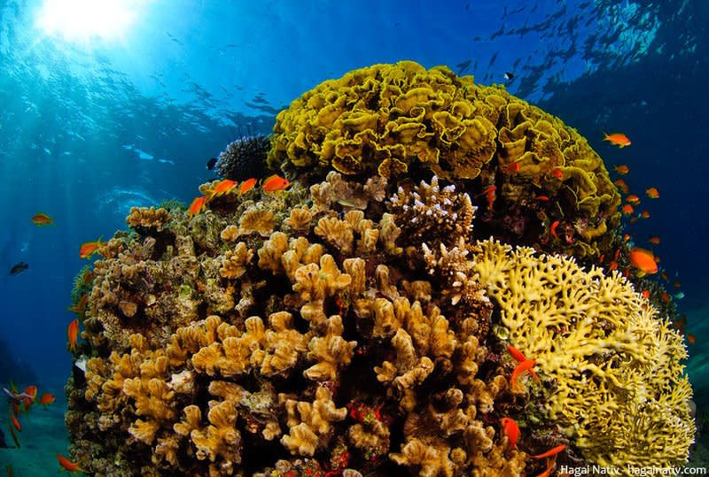 Red Sea Coral Reef