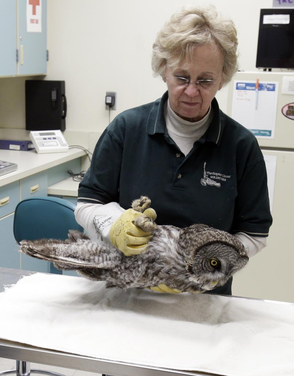 A great gray owl is carried by volunteer Marcia Wolkerstorfer to be examined at the Raptor Center on the St. Paul campus of the University of Minnesota, Wednesday, March 13, 2013. The center listed about 30 owls as patients this week. It has been a tough winter for owls in some parts of North America. Some have headed south in search of food instead of staying in their northern territories. (AP Photo/Jim Mone)