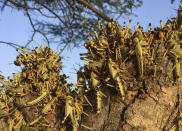 Locusts swarm on a tree south of Lodwar town in Turkana county, northern Kenya Tuesday, June 23, 2020. The worst outbreak of the voracious insects in Kenya in 70 years is far from over, and their newest generation is now finding its wings for proper flight. (AP Photo/Boris Polo)