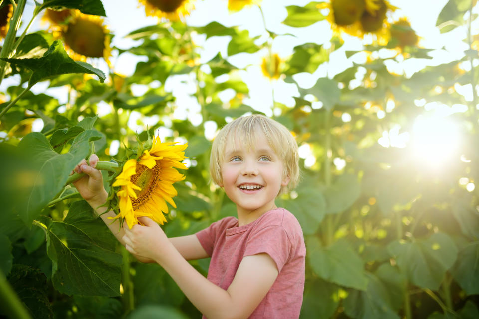 Preschooler boy walking in field of sunflowers