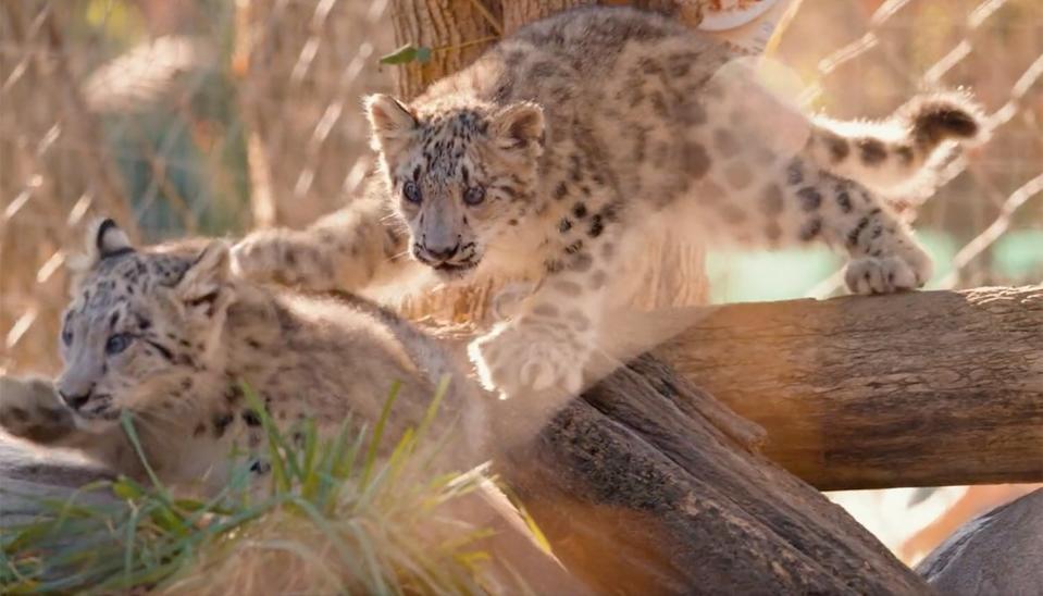 snow leopard cubs at Toledo Zoo