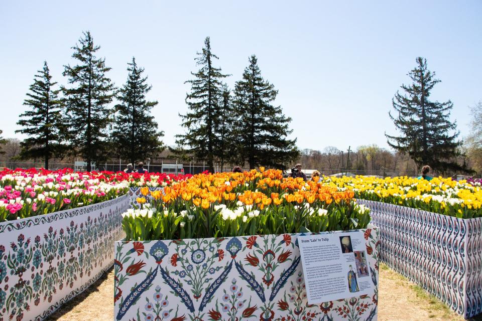 Rows of tulips with historical signs and pine trees in the back