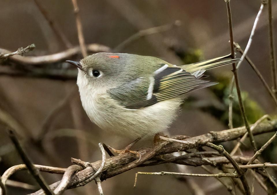 A male ruby-crowned kinglet, photographed on January 2 in Hocking County, Ohio.