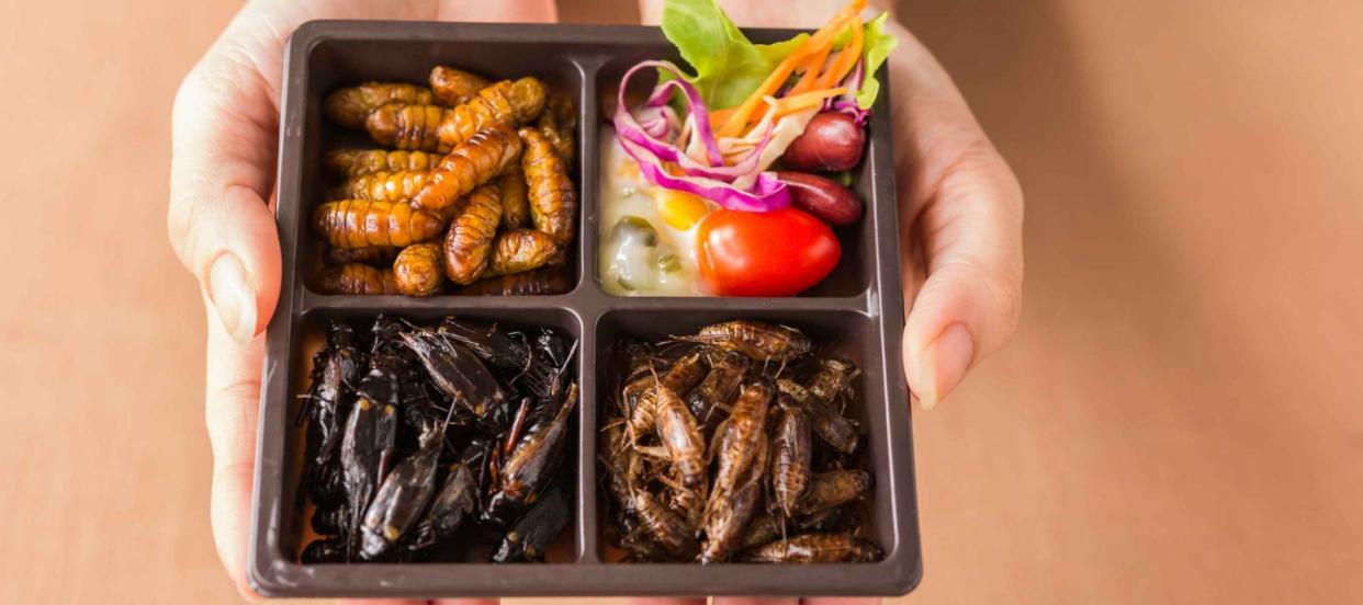 The edible bug business is set to take wing in the US and abroad as the EU clears crickets for human consumption — is this the low-cost, sustainable answer to soaring meat prices?