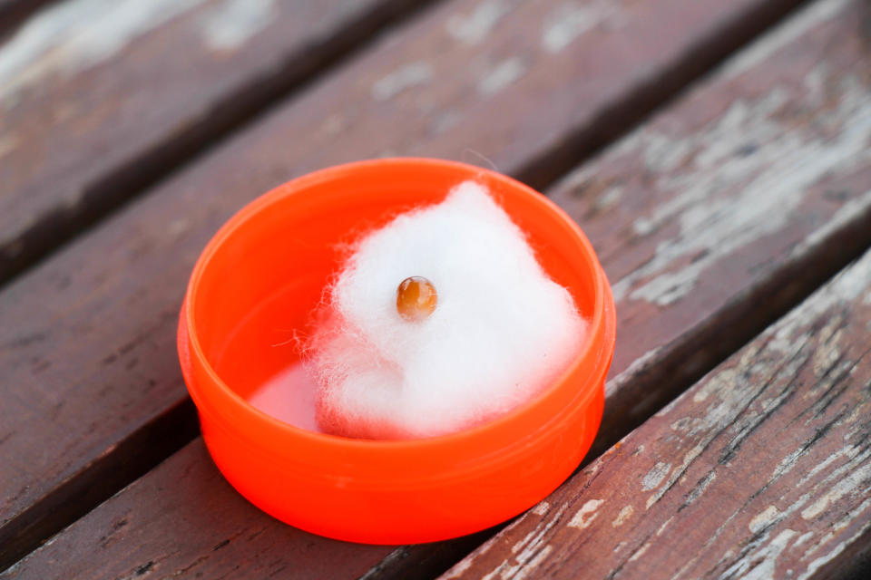 What is believed to be a Melo peal sitting in an orange container. 