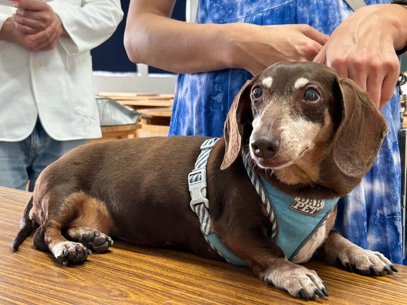 中華商海校犬脫序問卷去留惹議 中華商業海事職業學校領養校犬「妮妮」多次咬傷師 生，校方發問卷徵詢「妮妮」去留意見，引發討論。 （新北市動保處提供） 中央社記者高華謙傳真  113年4月23日 