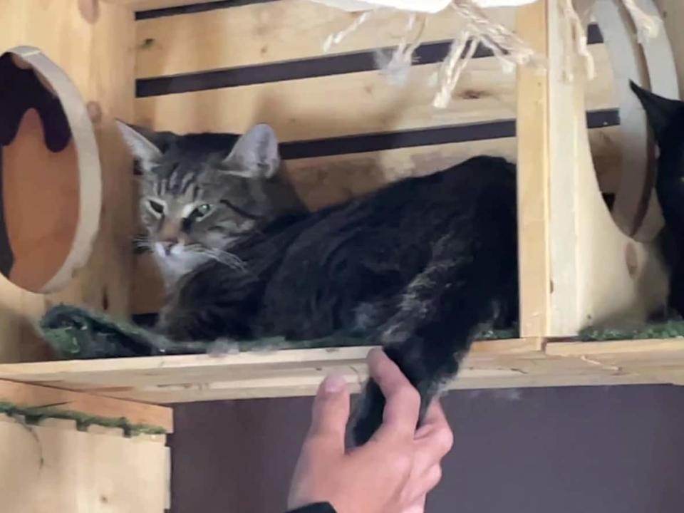 Animals like this cat were unable to stay in the shelter last summer due to excessive heat. (Darryl Dinn/CBC - image credit)