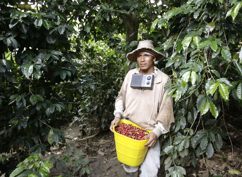 FOTO DE ARCHIVO. Un campesino recolecta café en una finca cerca a monserrate, en el departamento del Huila