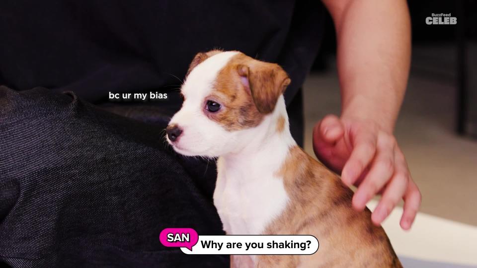 Close-up of a puppy, with quote from San, "Why are you shaking?" and response: "bc ur my bias"