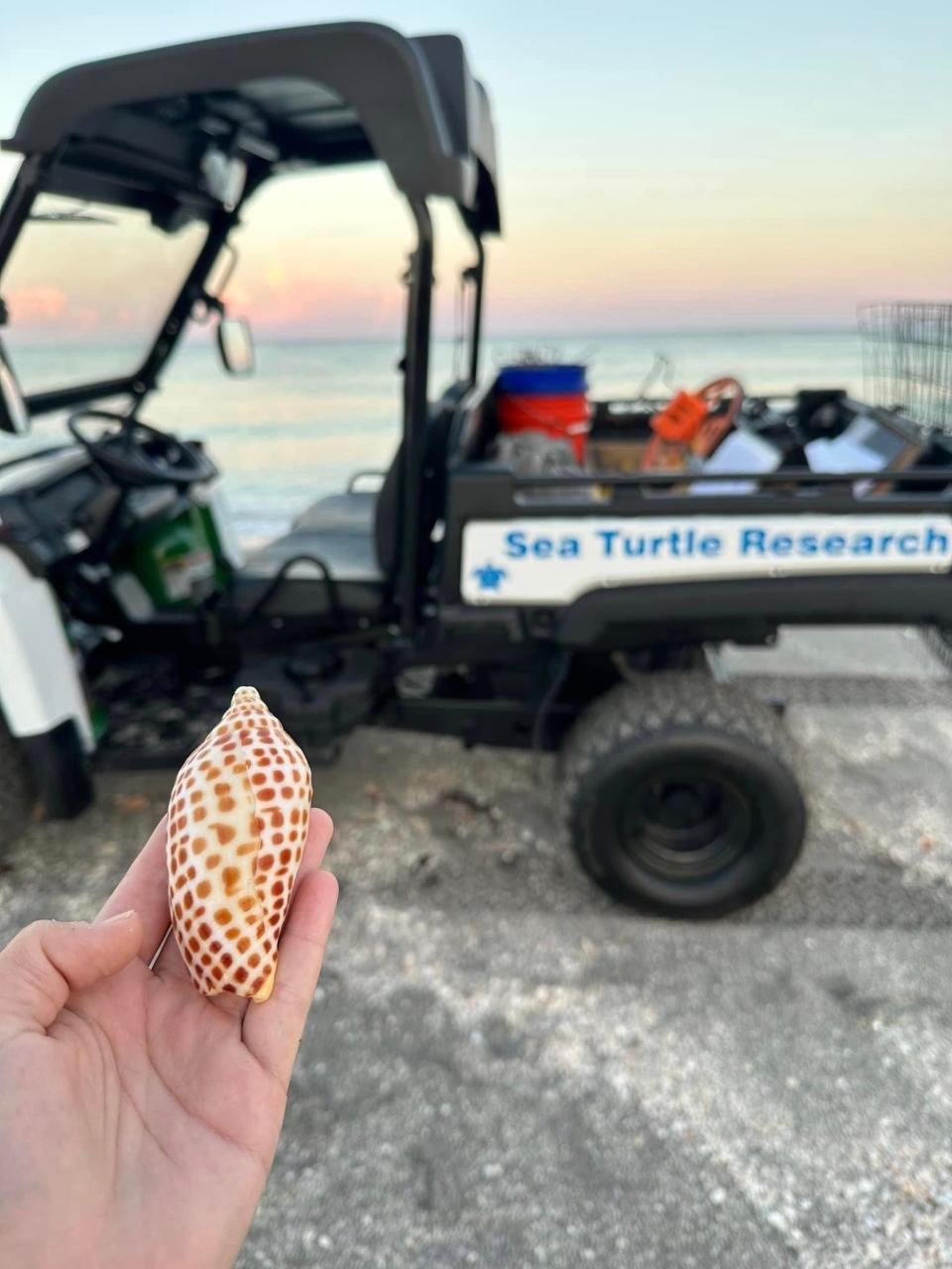 Lynne Butkiewicz holds the second junonia shell she has found as a Sea Turtle patrol person on Sanibel.