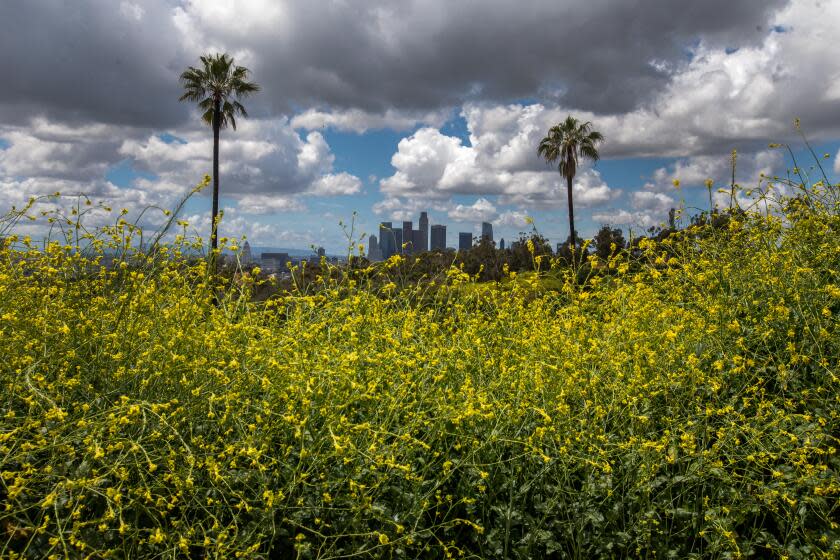 The bright yellow blooms of the black mustard plant.