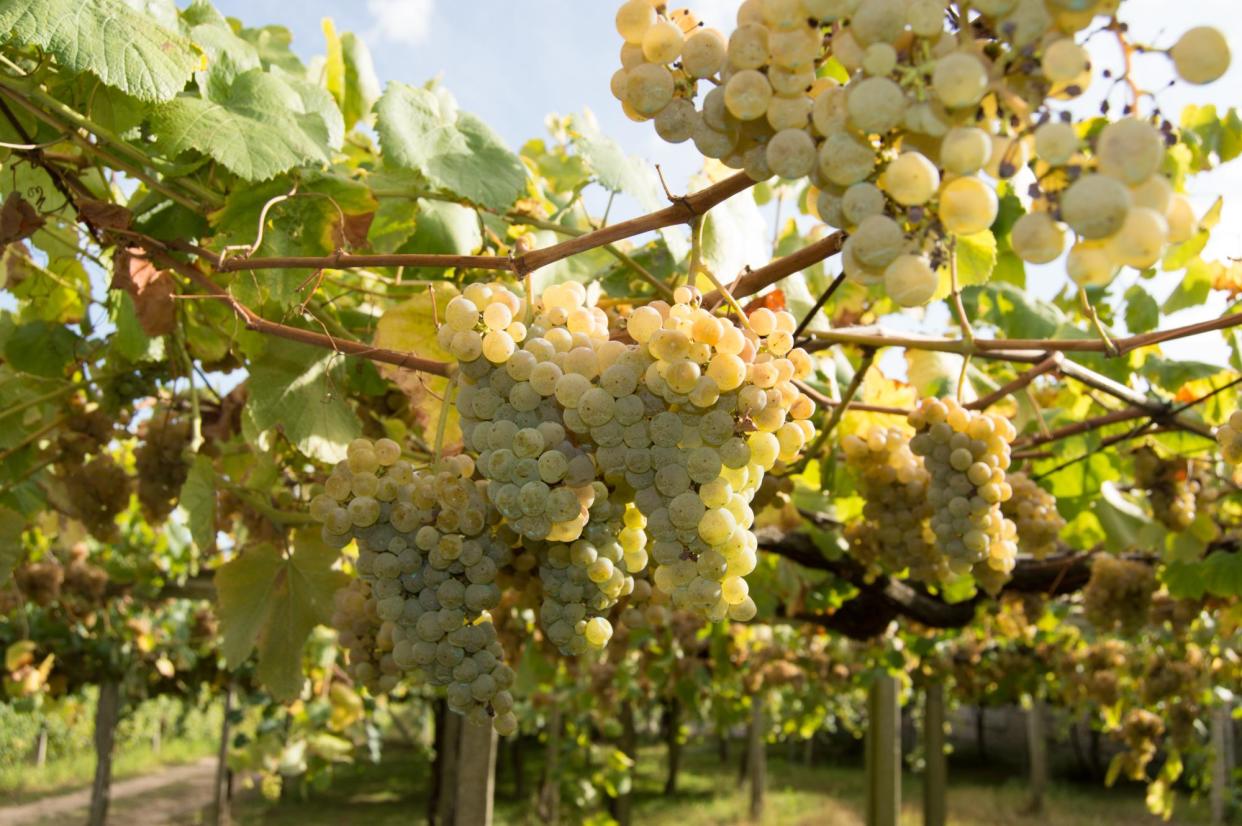 <span>As recently as five years ago, albariño was still a bit of a rarity on British supermarket shelves. Not any more, it’s not – will the likes of moschofilero, malagousia and xinomavro be next?</span><span>Photograph: Luis Diaz Devesa/Getty Images</span>