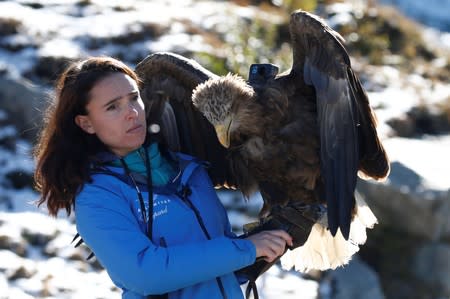 Victor, a nine year old white-tailed eagle equipped with a 360 camera, gets ready to fly over glaciers and mountains from the Plan de l’Aiguille back to Chamonix