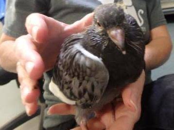 Pigeon discovered inside the bag (Fairfax County Police Department)