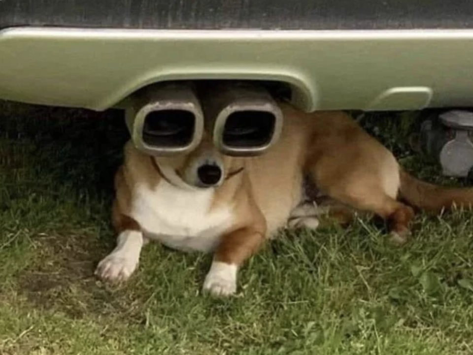 Corgi dog lying under a car with its eyes humorously aligned with the car's dual exhaust pipes, making it look like it's wearing binoculars