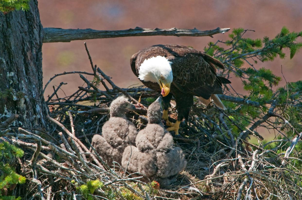 Eagle Feeding 2 Chicks.   Five weeks after hatch.