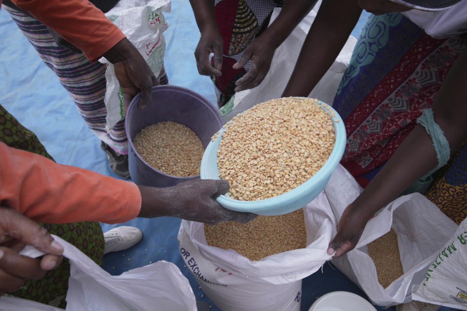 Mujeres comparten guisantes durante un reparto de ayuda alimentaria en el distrito de Mangwe en el suroeste de Zimbabue, el viernes 22 de marzo de 2024. Una nueva sequía ha dejado a millones de personas en riesgo de pasar hambre en el sur de África, durante un periodo de clima extremo que según los científicos se vuelve más frecuente y dañino. (AP Foto/Tsvangirayi Mukwazhi)