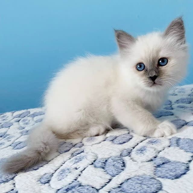 9) Birmans