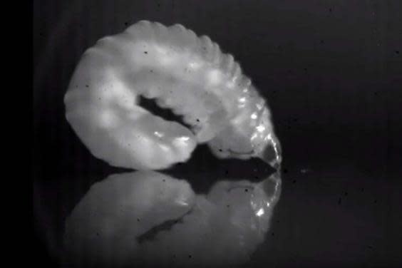 Maggots use a tiny latch to jump distances 30 times their body length (YouTube/Journal of Experimental Biology)