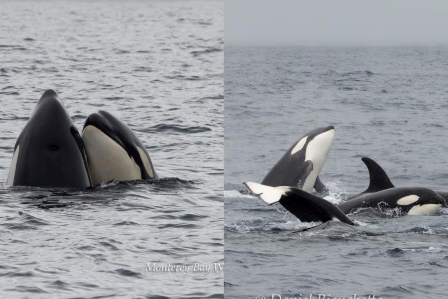 Manada de 30 orcas es captada "jugando" en costas de California