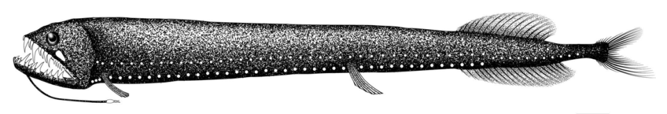 A drawing shows a full horns-up dragonfish.