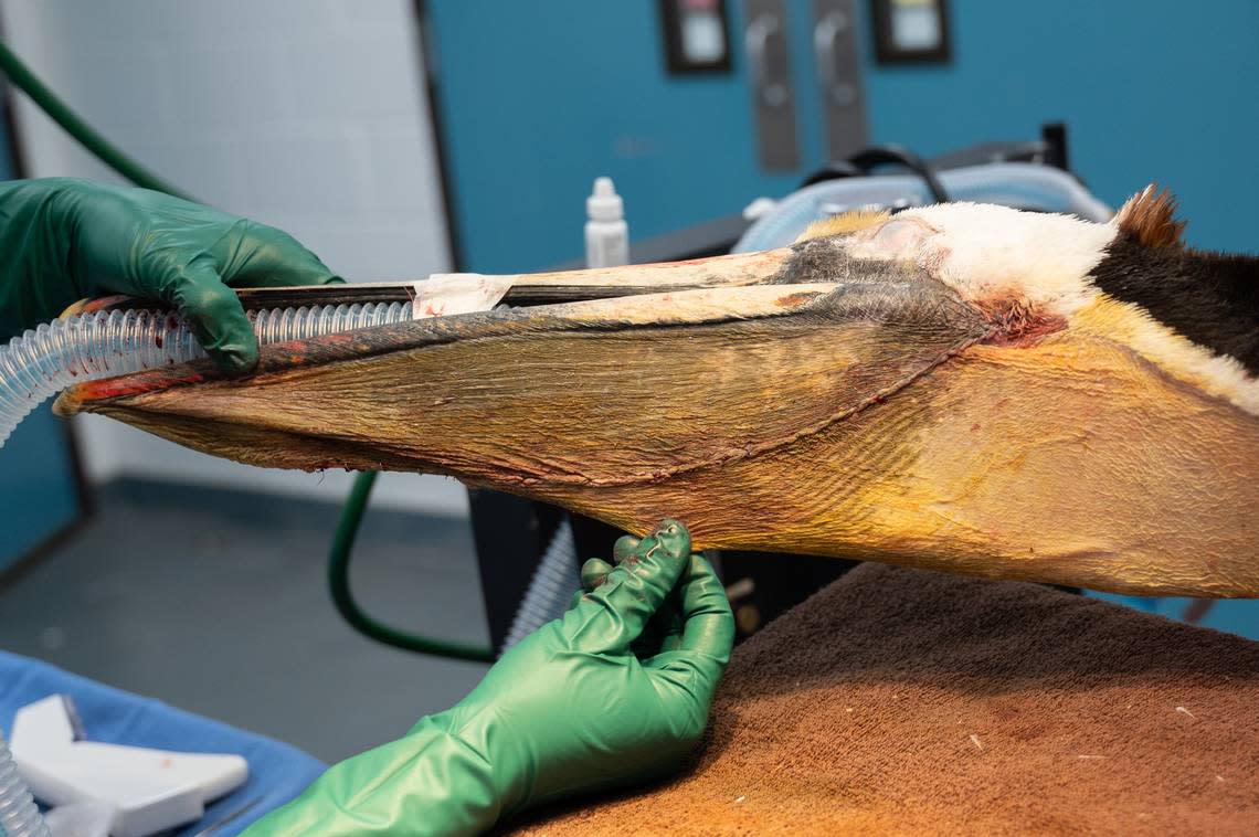 “More than 400 stitches were required to repair the pelican’s pouch which was severed from the base to the tip on both sides,” the nonprofit said.