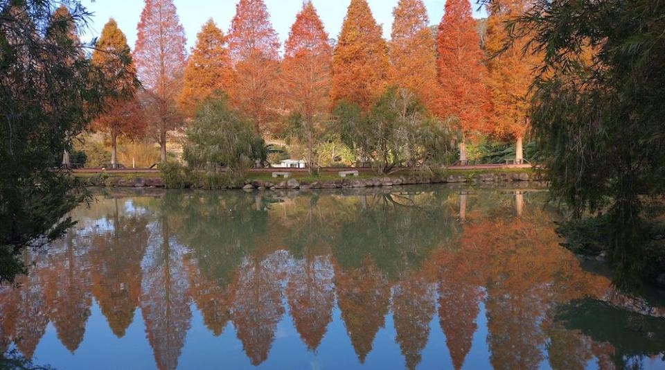 北埔六塘落羽松森林（圖片來源：北埔六塘石柿餅落羽松）