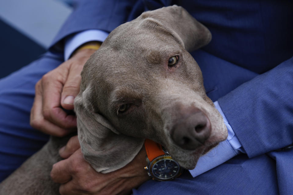 A dog watches breed group judging at the 148th Westminster Kennel Club Dog show, Tuesday, May 14, 2024, in New York. (AP Photo/Julia Nikhinson)