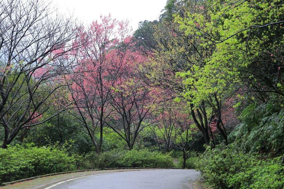 三芝青山路山櫻盛開，每年櫻花季吸引民眾及車友追風暢遊。（新北市綠美化環境景觀處提供）