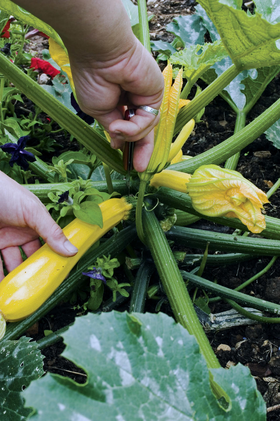 COURGETTE