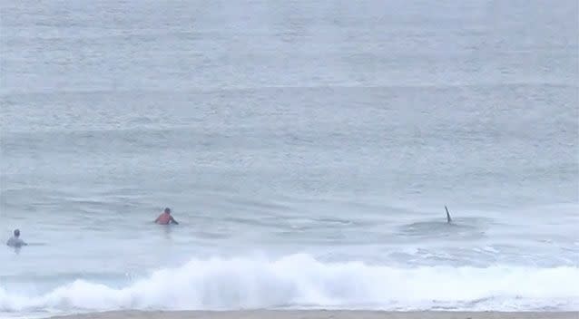 A number of fins are seen in the water near the competitors. Source: Lofoten Masters