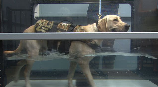 Archie hits the treadmill in his hydrotherapy session. Photo: 7News.