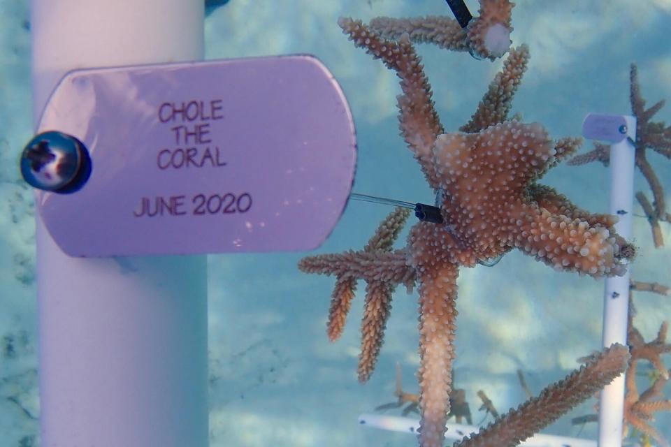 The coral nursery at the Bahamas Reef Environment Educational Foundation