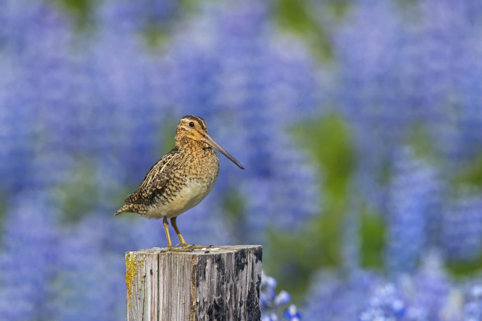 Seltene Vogelarten wie die Bekassine sind im Peenetal immer noch heimisch. (Foto: Getty Images)