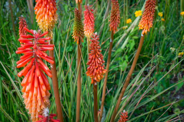 Daniel Hernanz Ramos/Getty Images Torch lily or red hot poker.