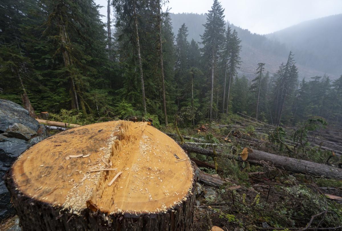 Watchdog calls for B.C. to boost oversight of old-growth forest on Quadra Island