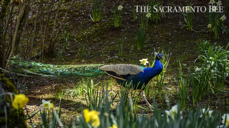 A peacock makes his way through daffodils at Daffodil Hill in 2019. The popular destination near the Amador County community of Volcano closed that year.