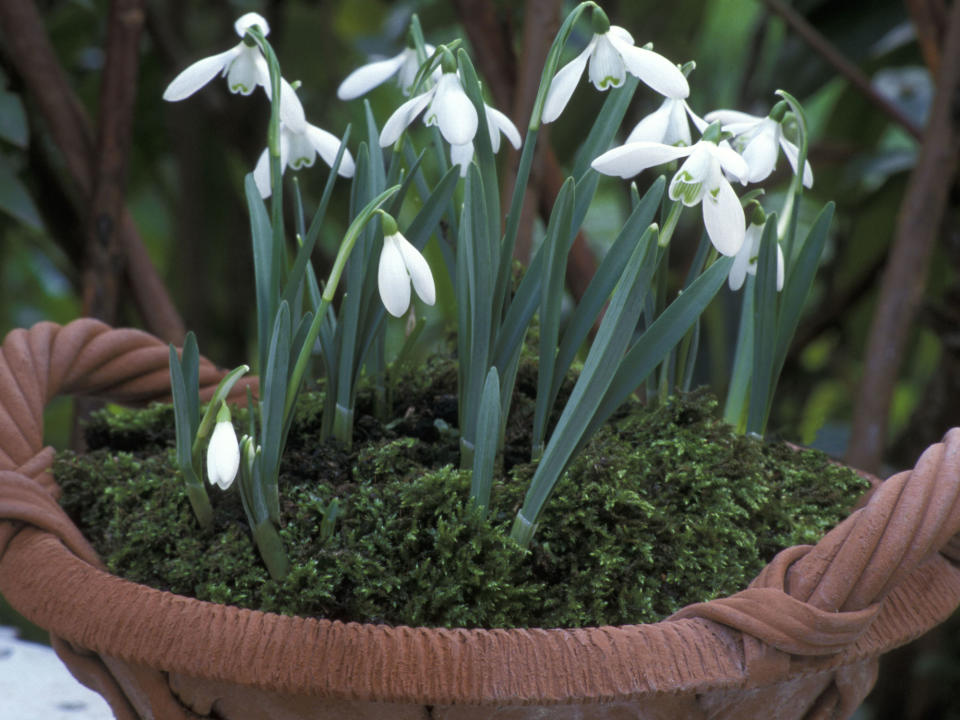 windowbox with Galanthus Nivalis snowdrops