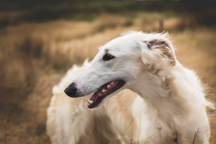 Side profile of white Borzoi